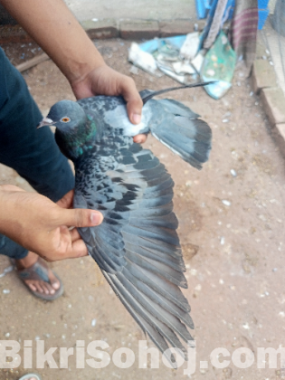 Pigeon for sell